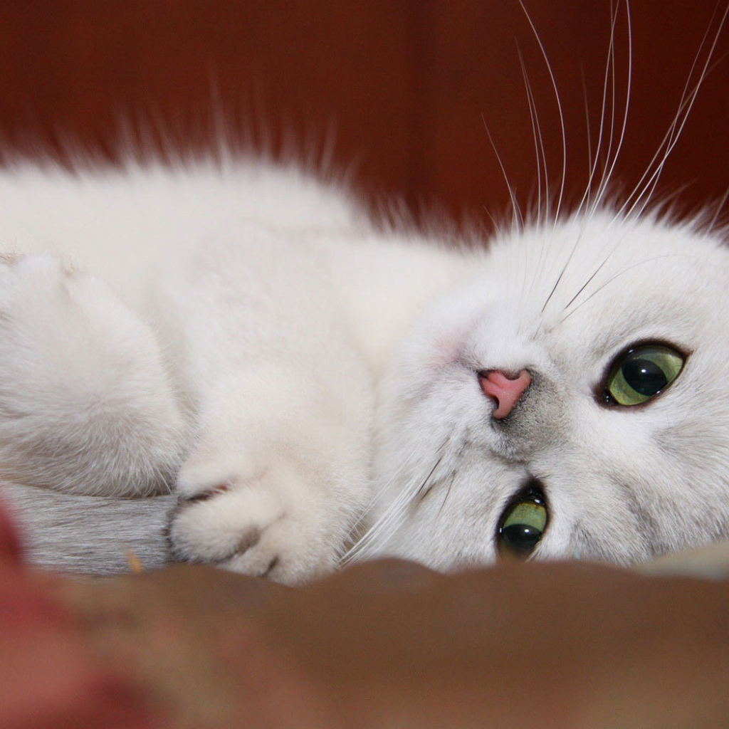 Белый котенок