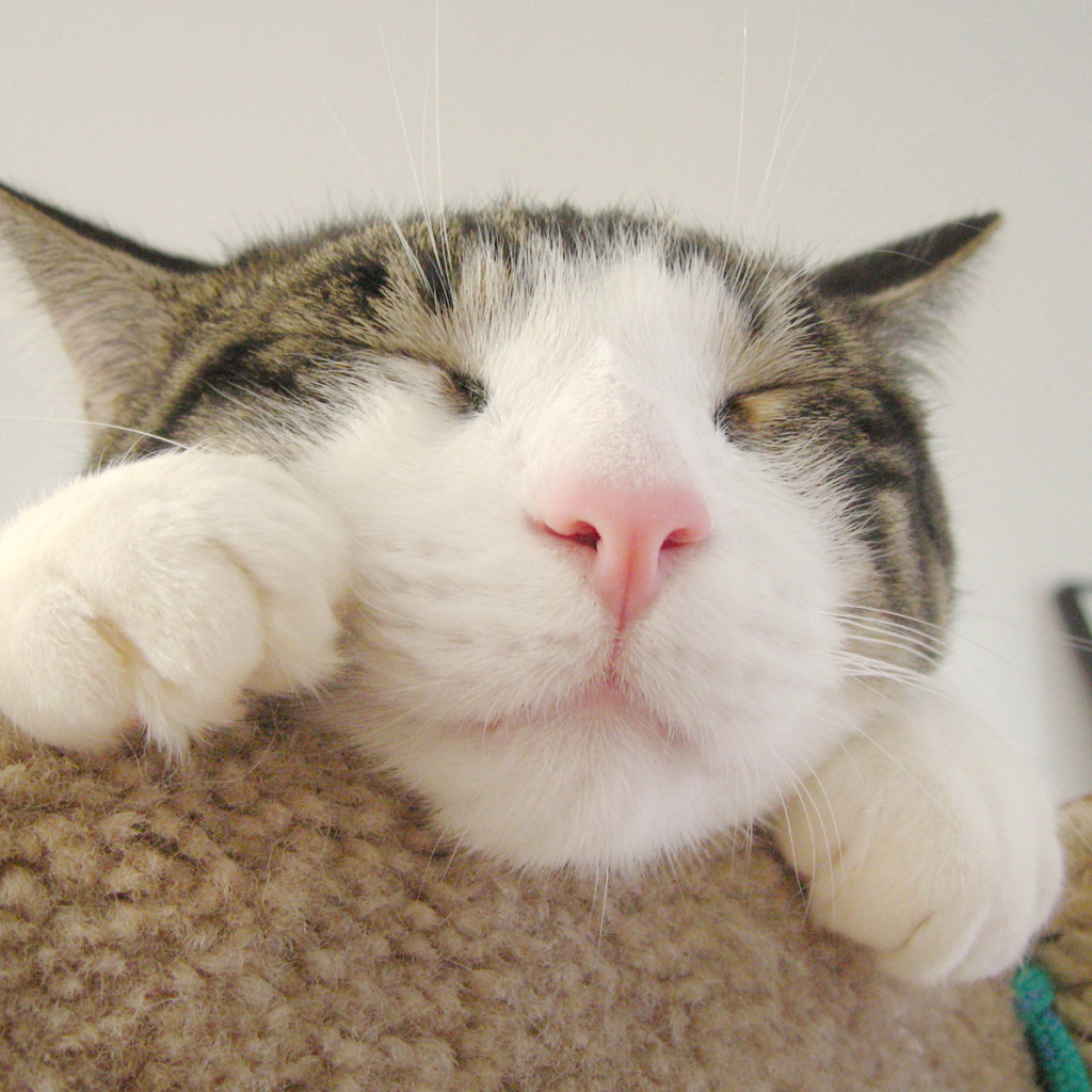 Кошачья мордашка