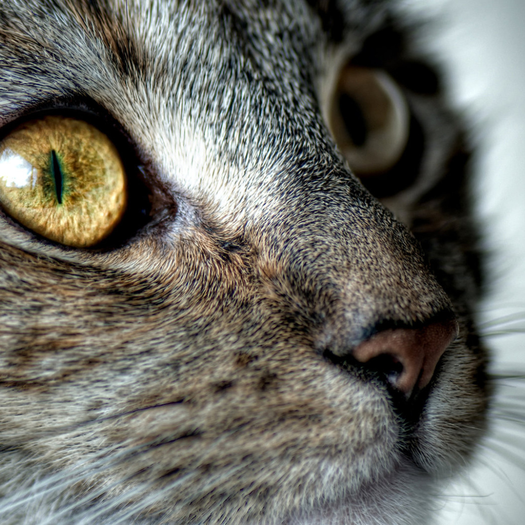 Кошачья мордашка