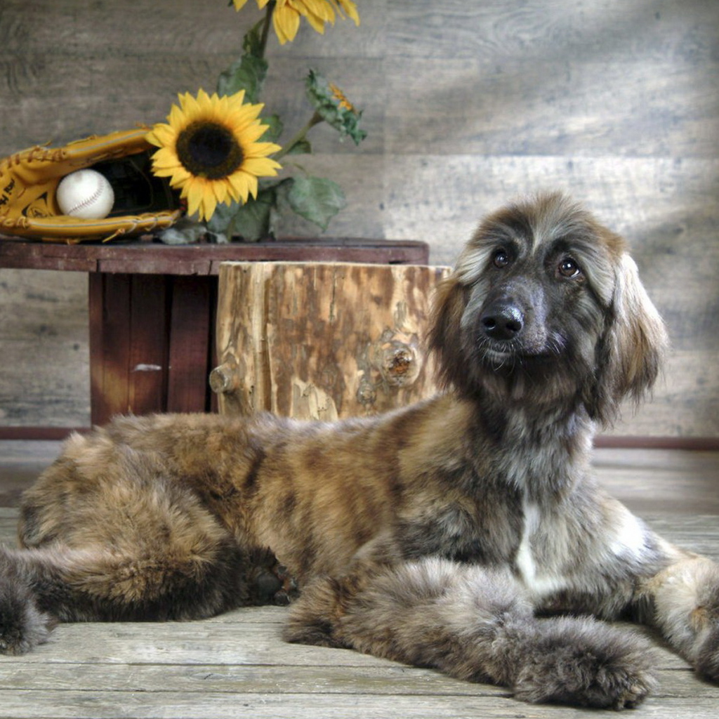 Афганская борзая