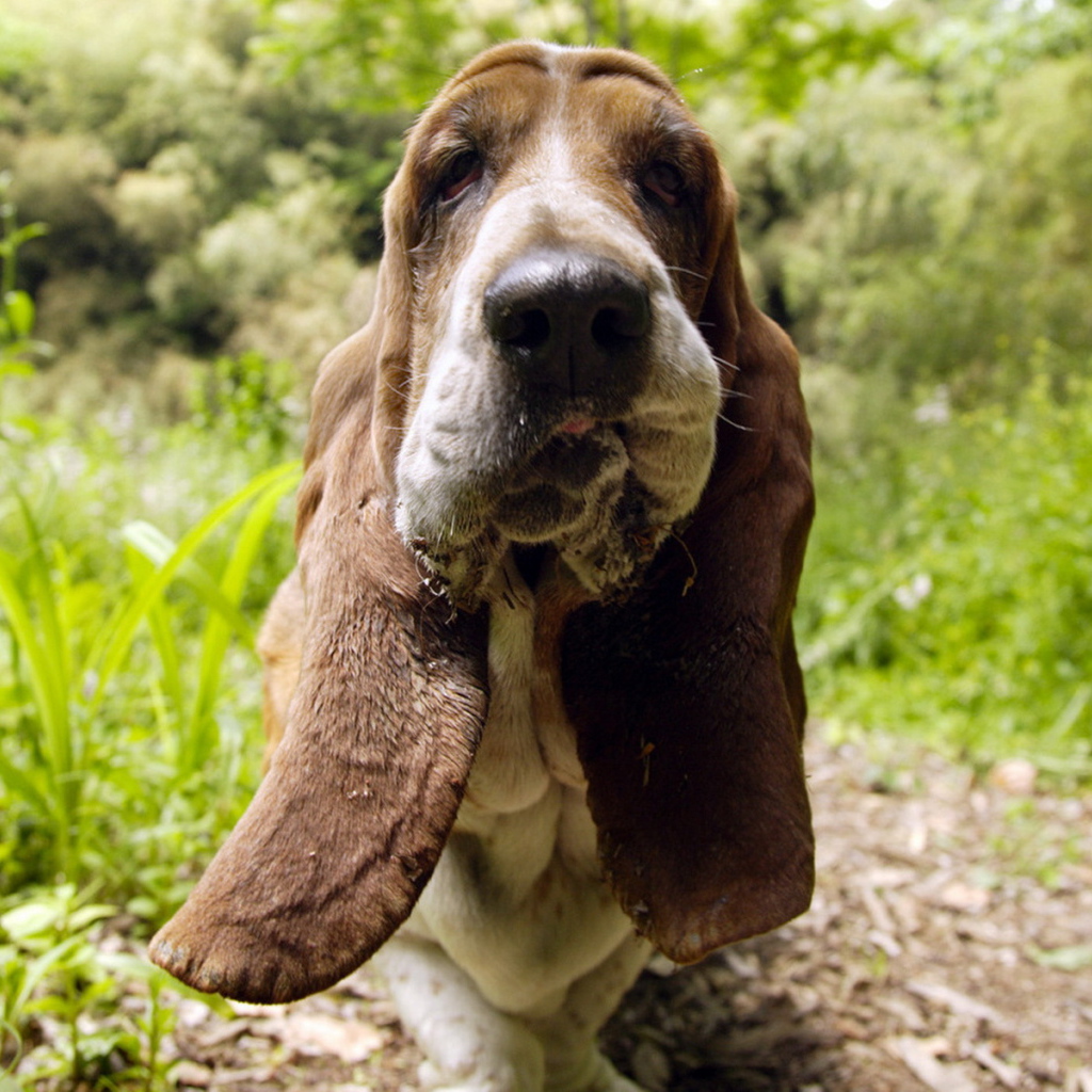 Бассет-хаунд