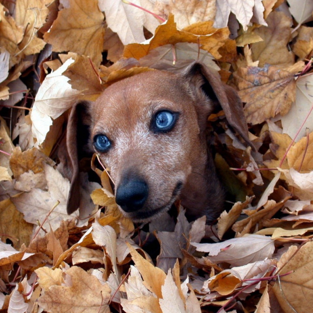 Голубоглазая такса