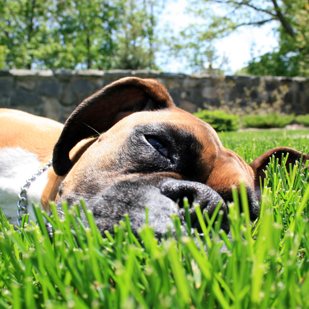 Боксер на траве