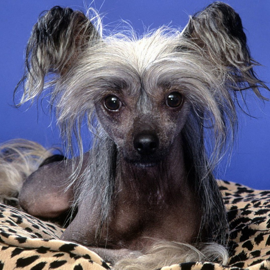 Китайская хохлатая собачка