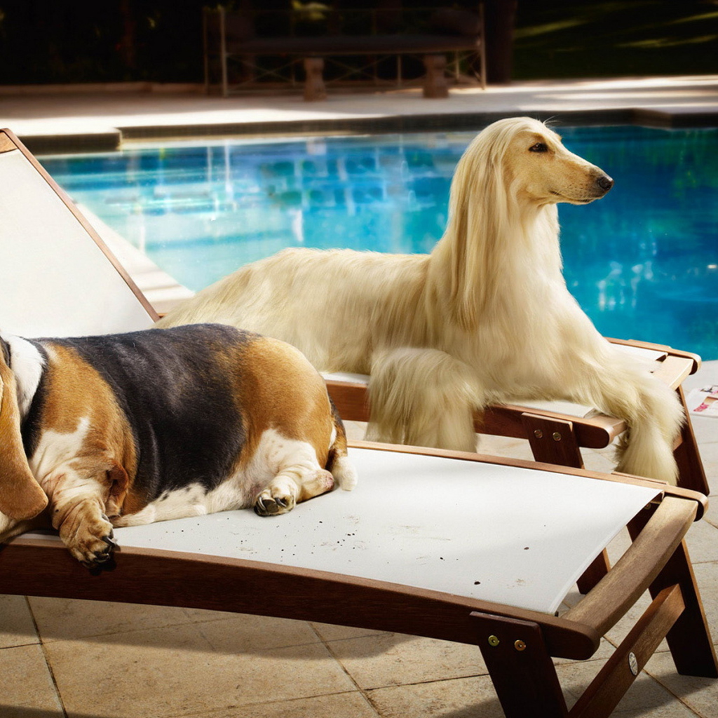 Парочка собак на лежаках