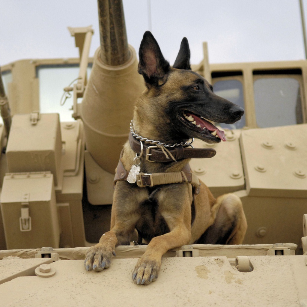 Собака на войне