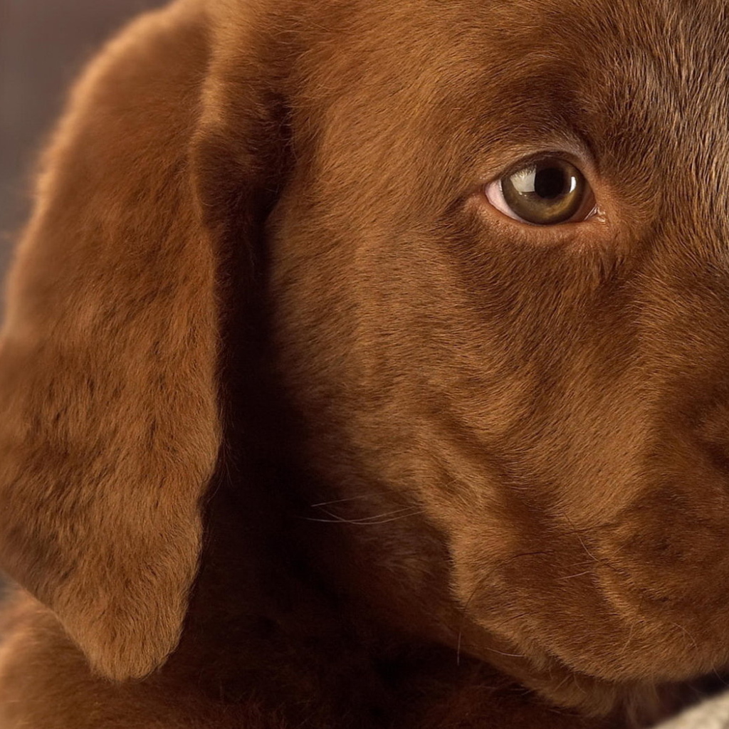 Собачья мордашка