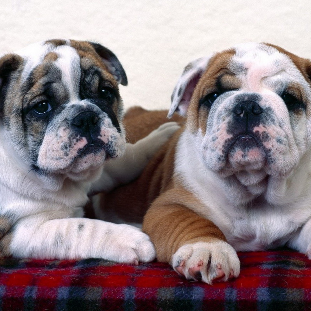 Английский бульдог