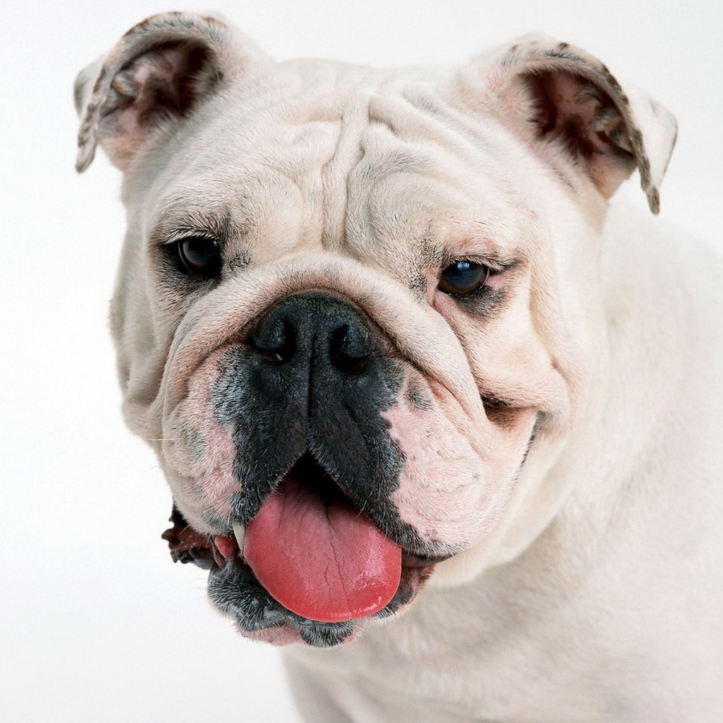 мордашка Английского бульдога