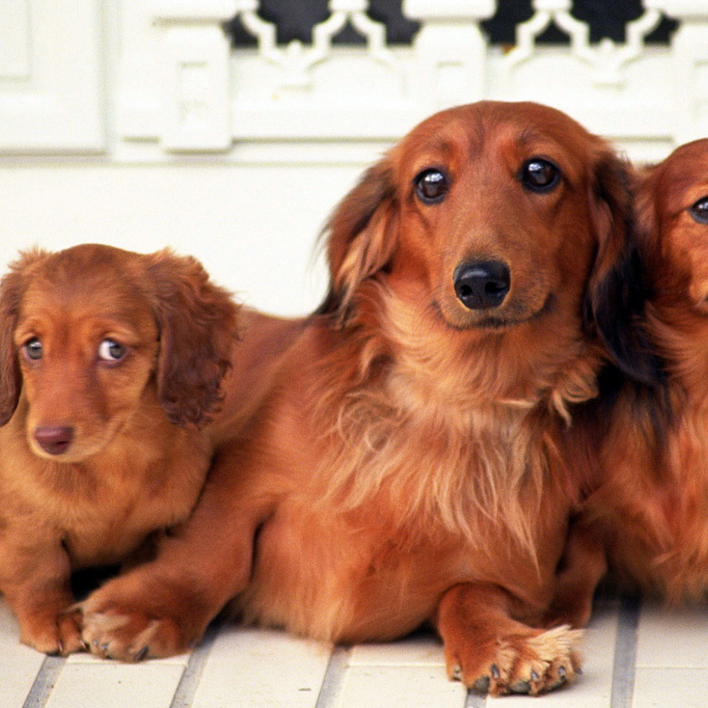 Семейство такс