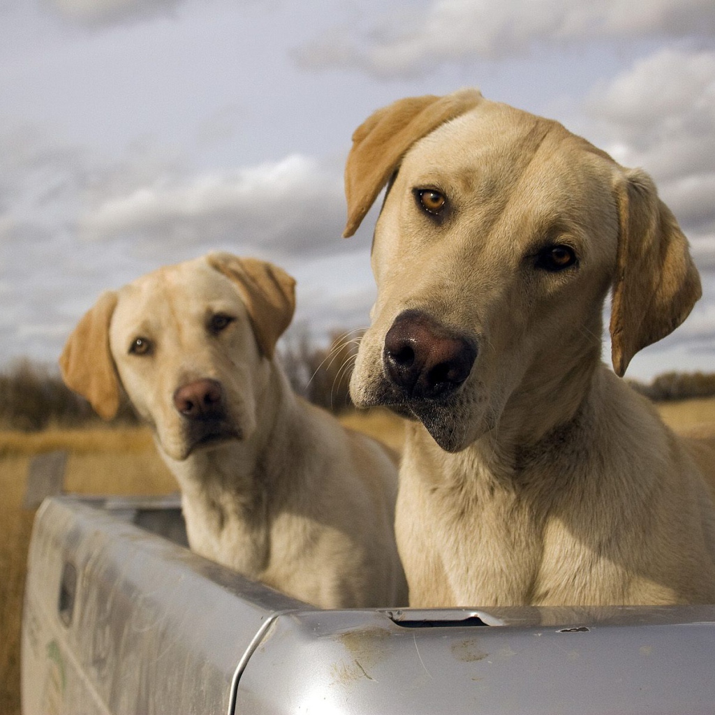 Смешные псы