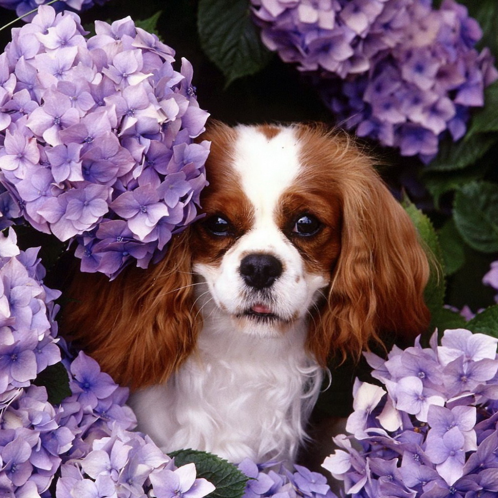 Японские хины