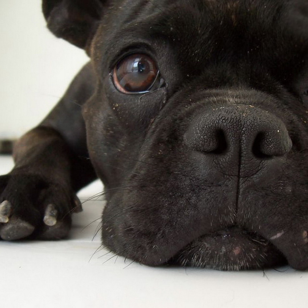 Симпатичная мордашка