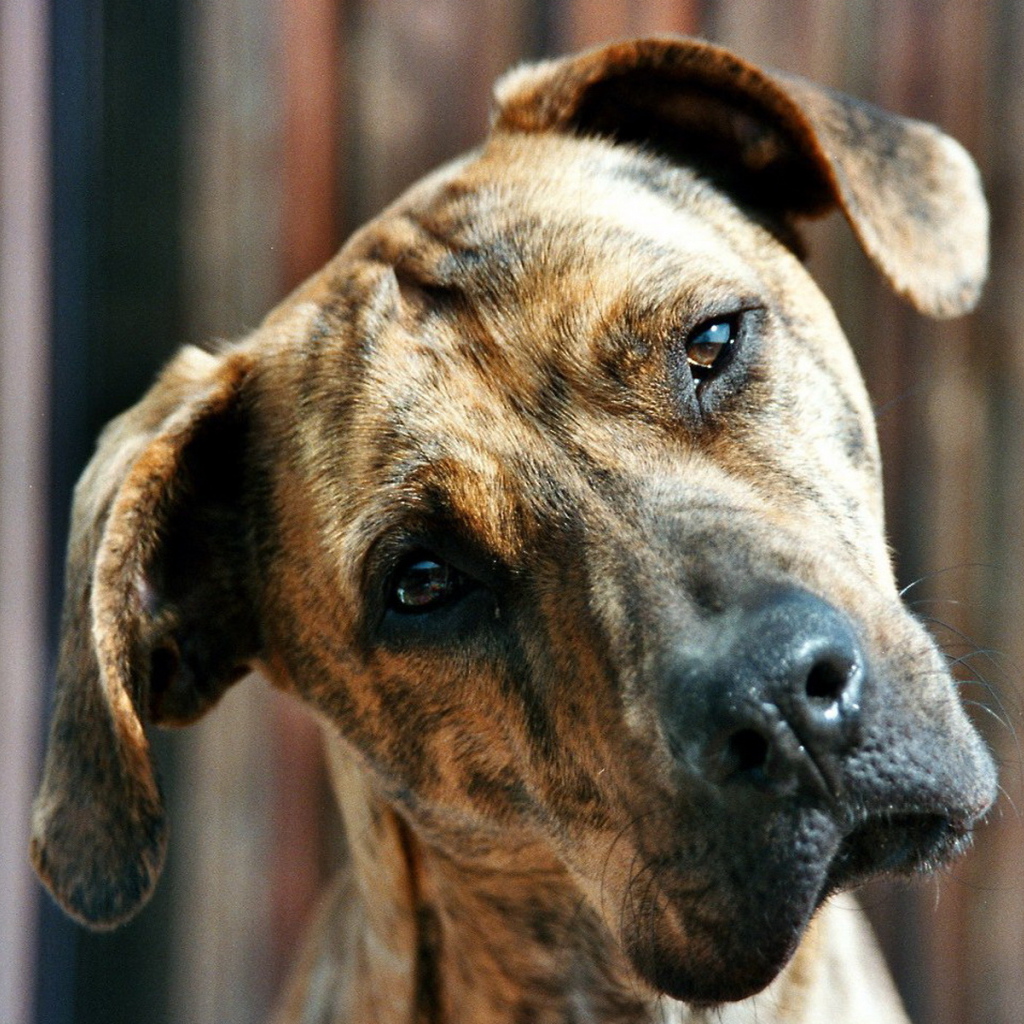 Пит-бультерьер