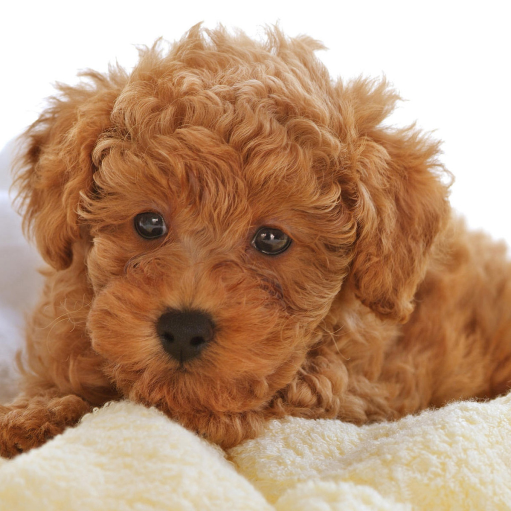 Щенок, Кудрявый