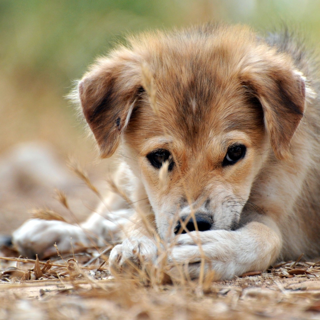 Щенячий взгляд