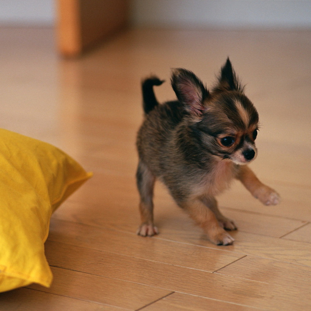 щенок Той-Терьера