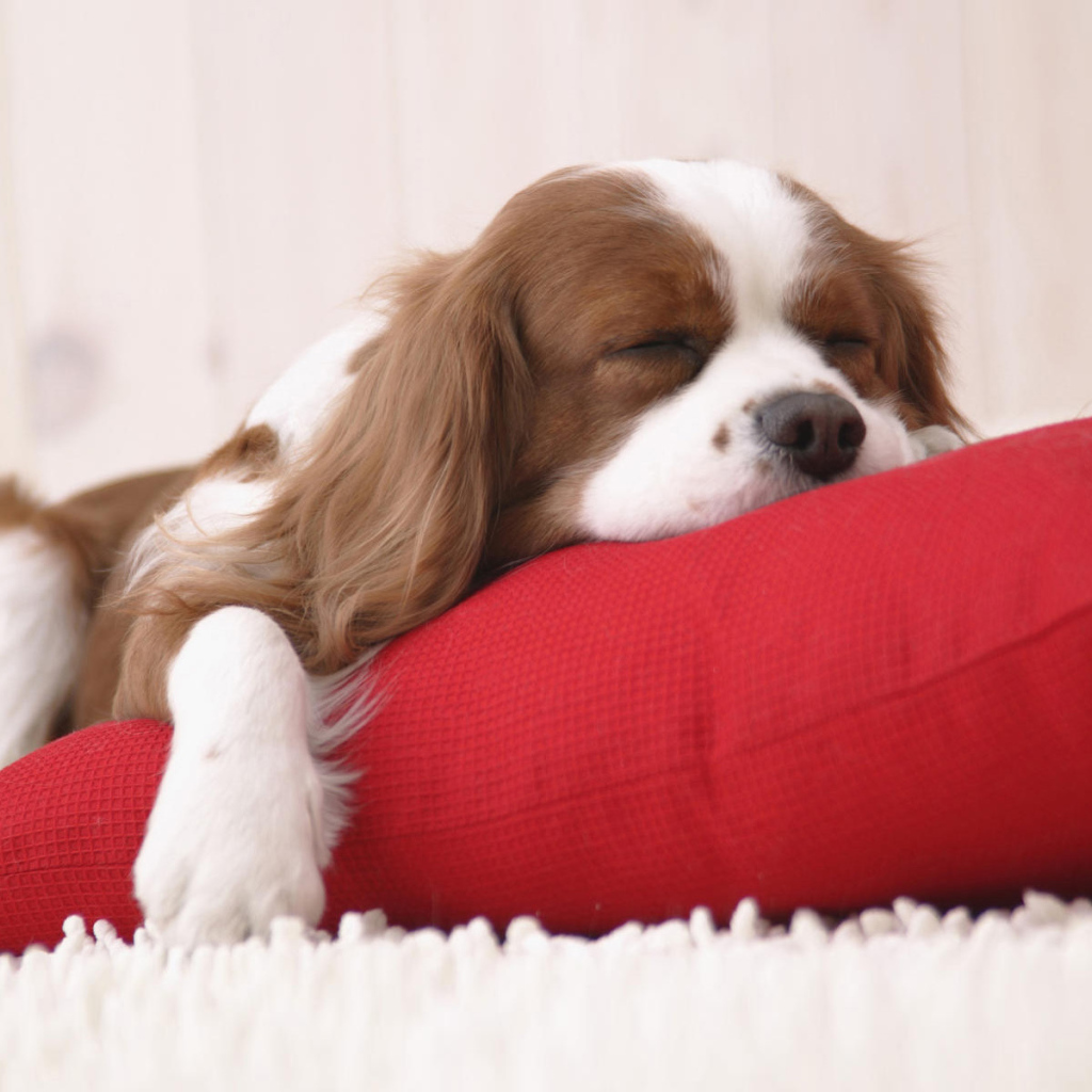 Щенок на подушке