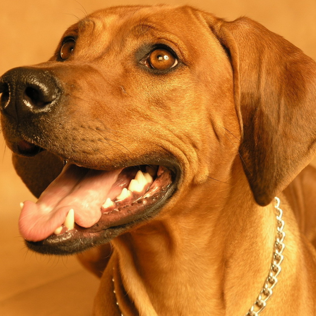 Родезийский риджбек