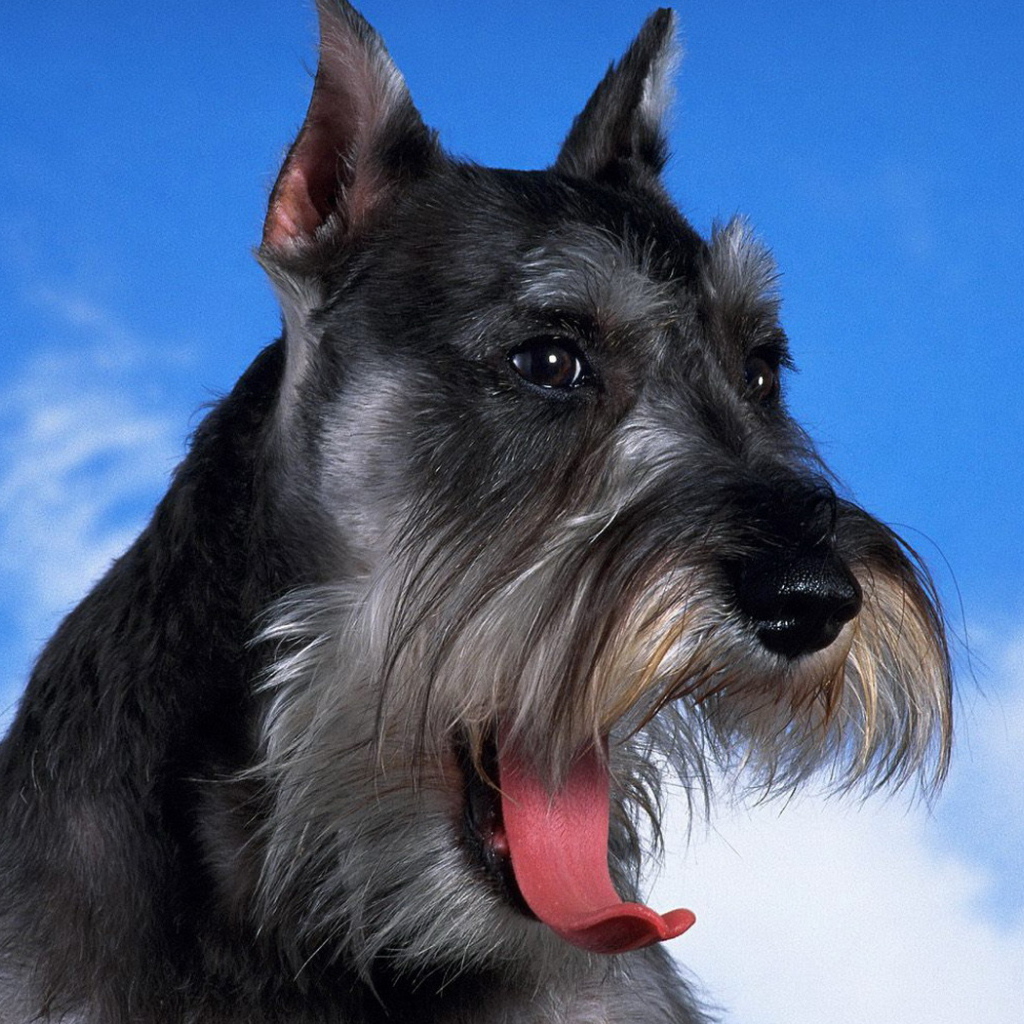 Schnauzer