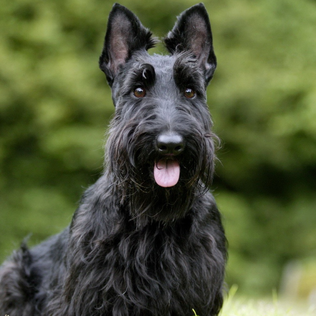 Скотч-терьер