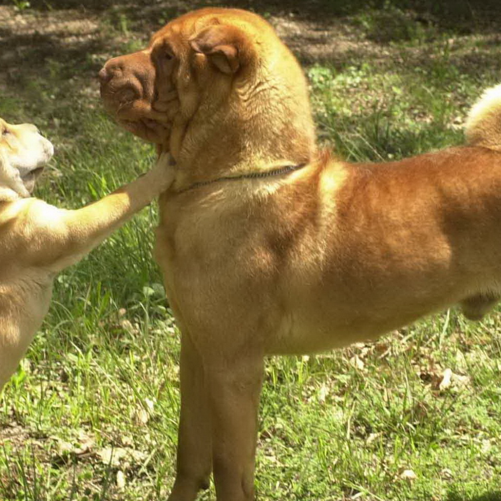 Шарпей со щенком