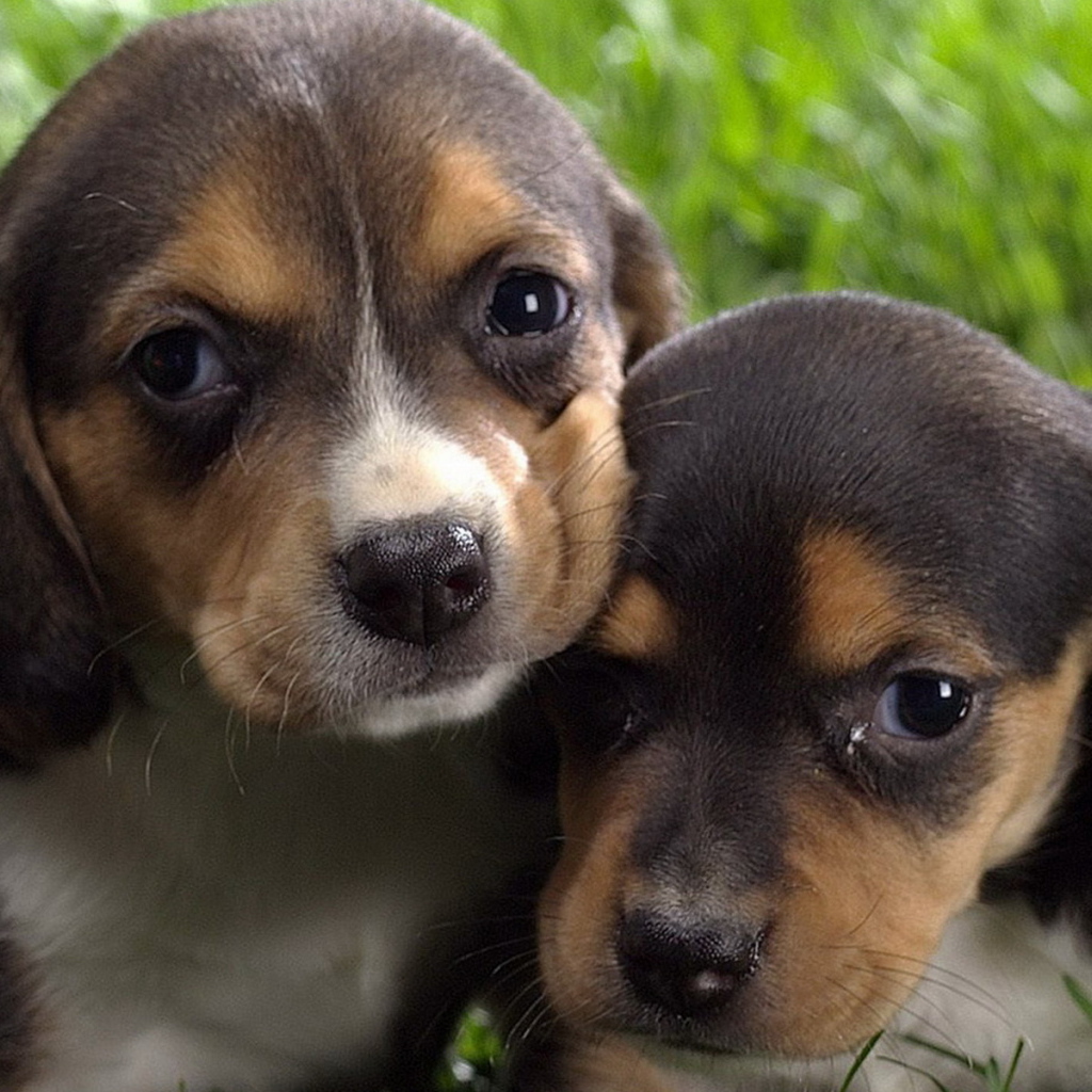 Маленькие бигли