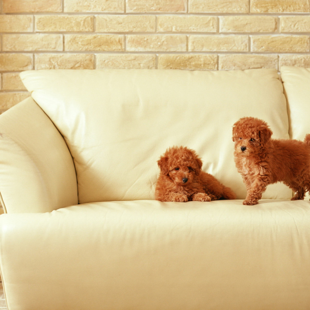 Маленькие щенки