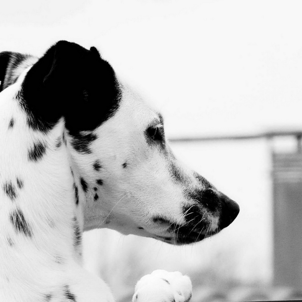 Пятнистый пес