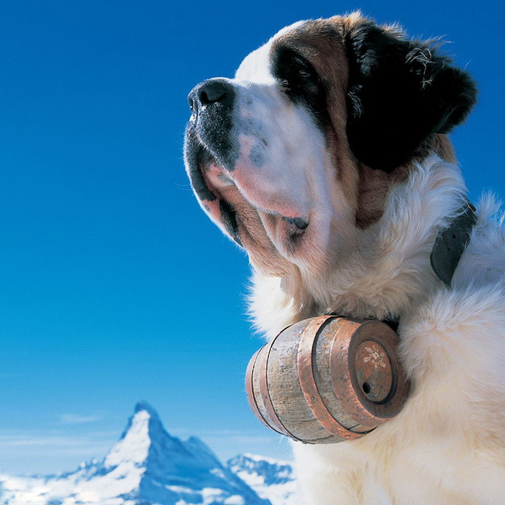 Сенбернар в горах