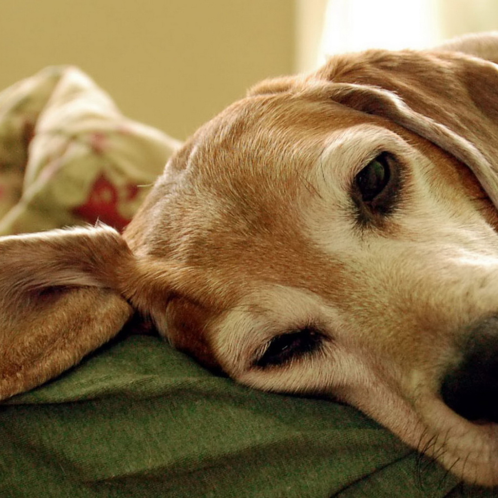 Уставший пес