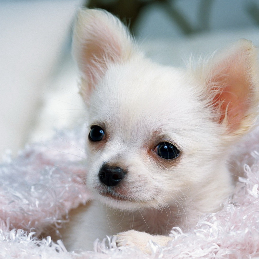 Белый Чихуа-хуа