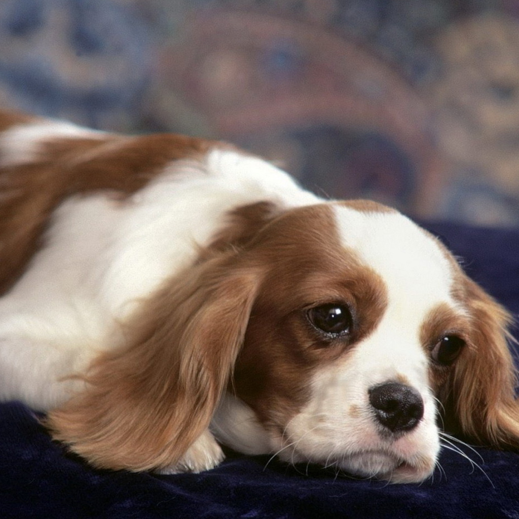 задумчивый Японский хин