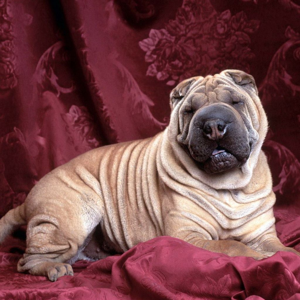 задремавший Шарпей