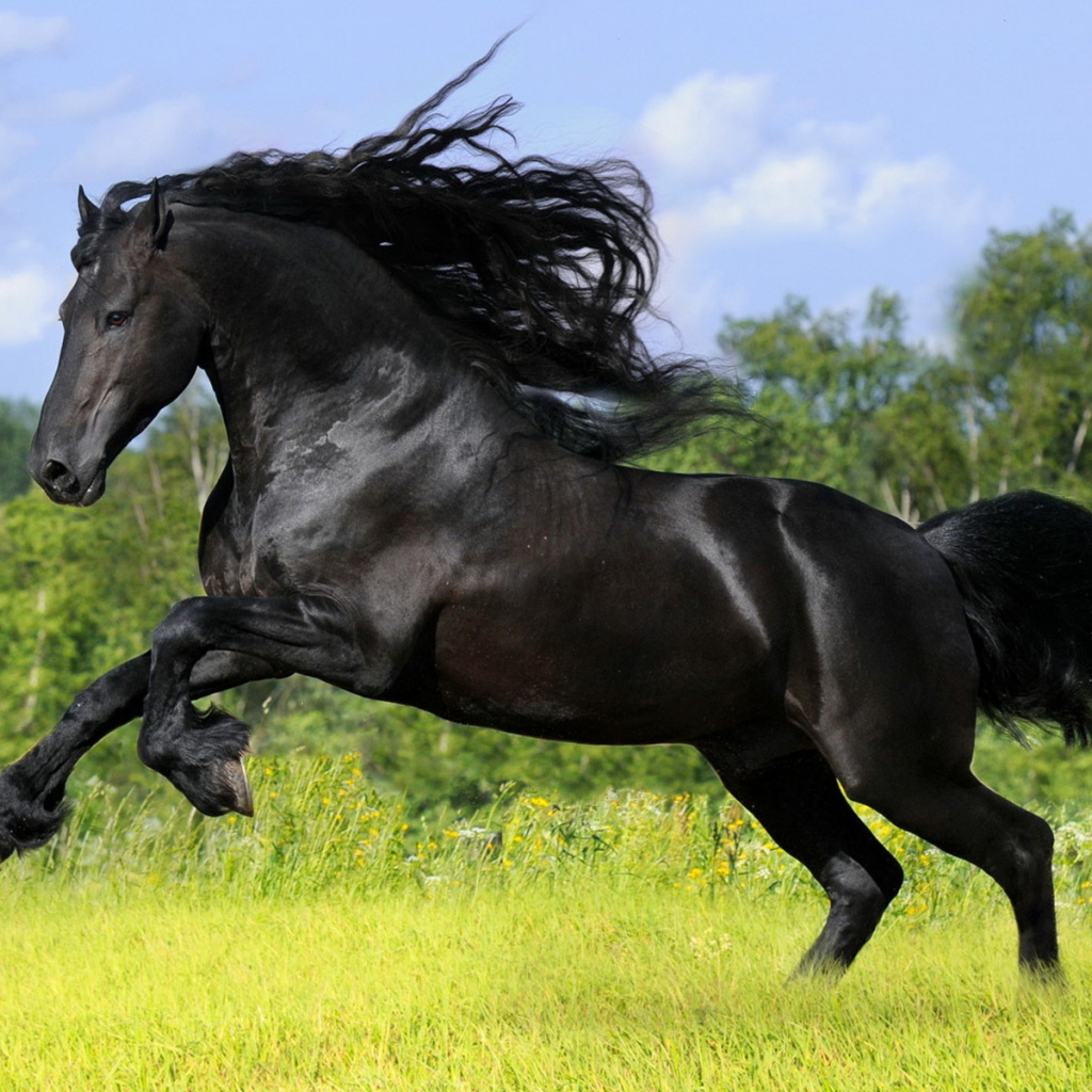 Черный скакун