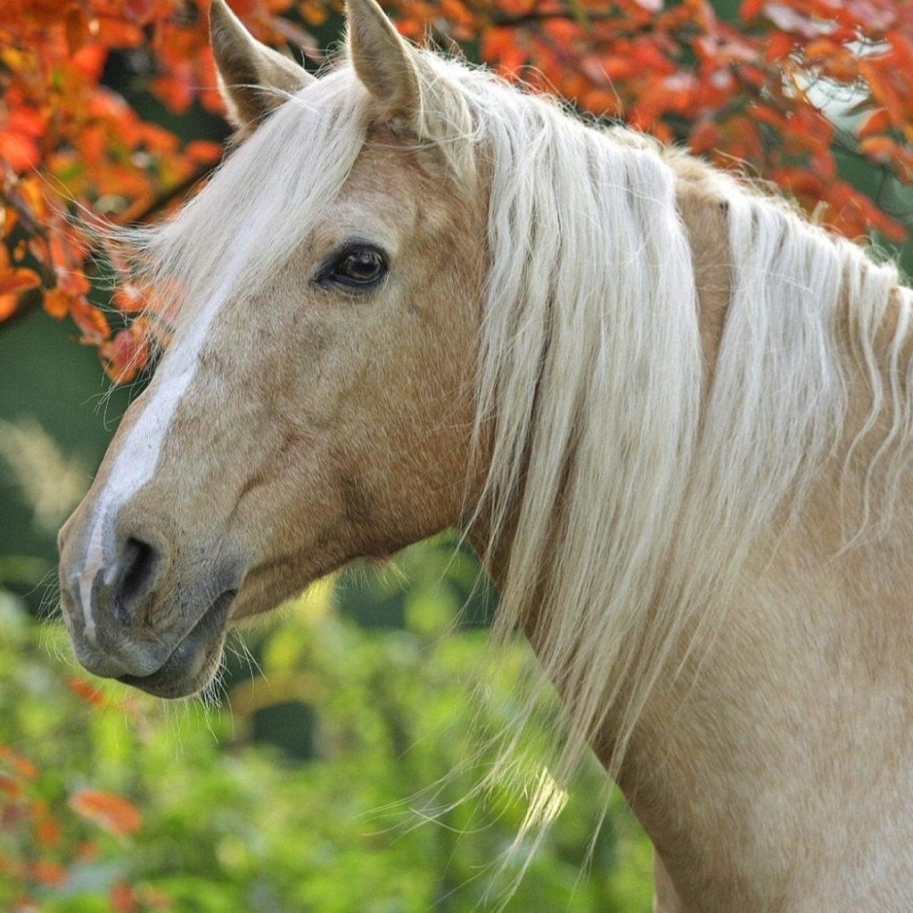 Грациозная лошадь