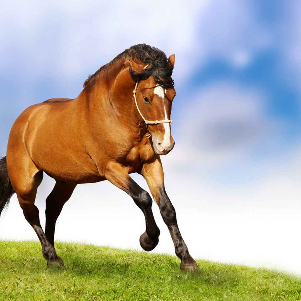 Лошадиная природная грация