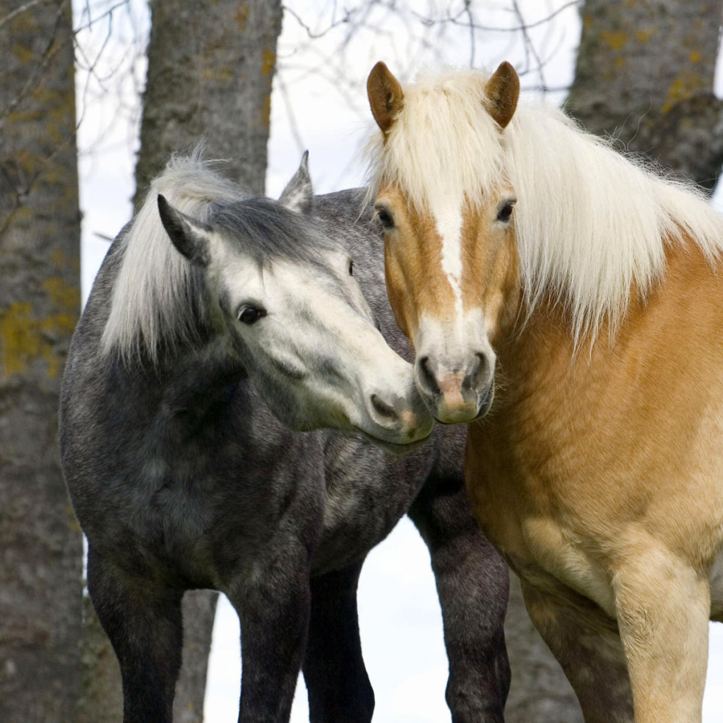Лошадиньи нежности