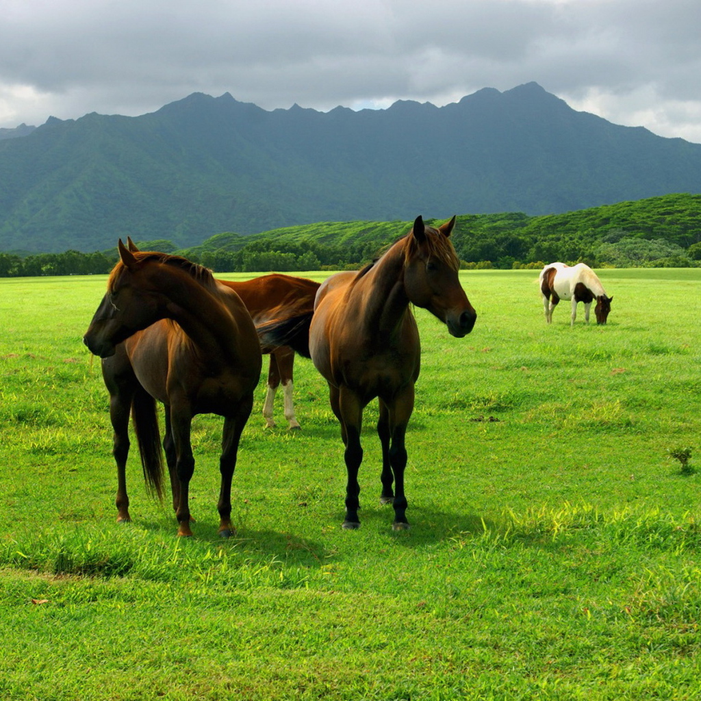 Лошади на пастбище