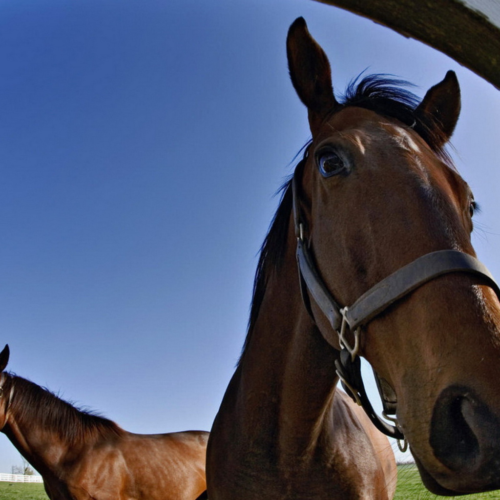 Лошадки на конюшне