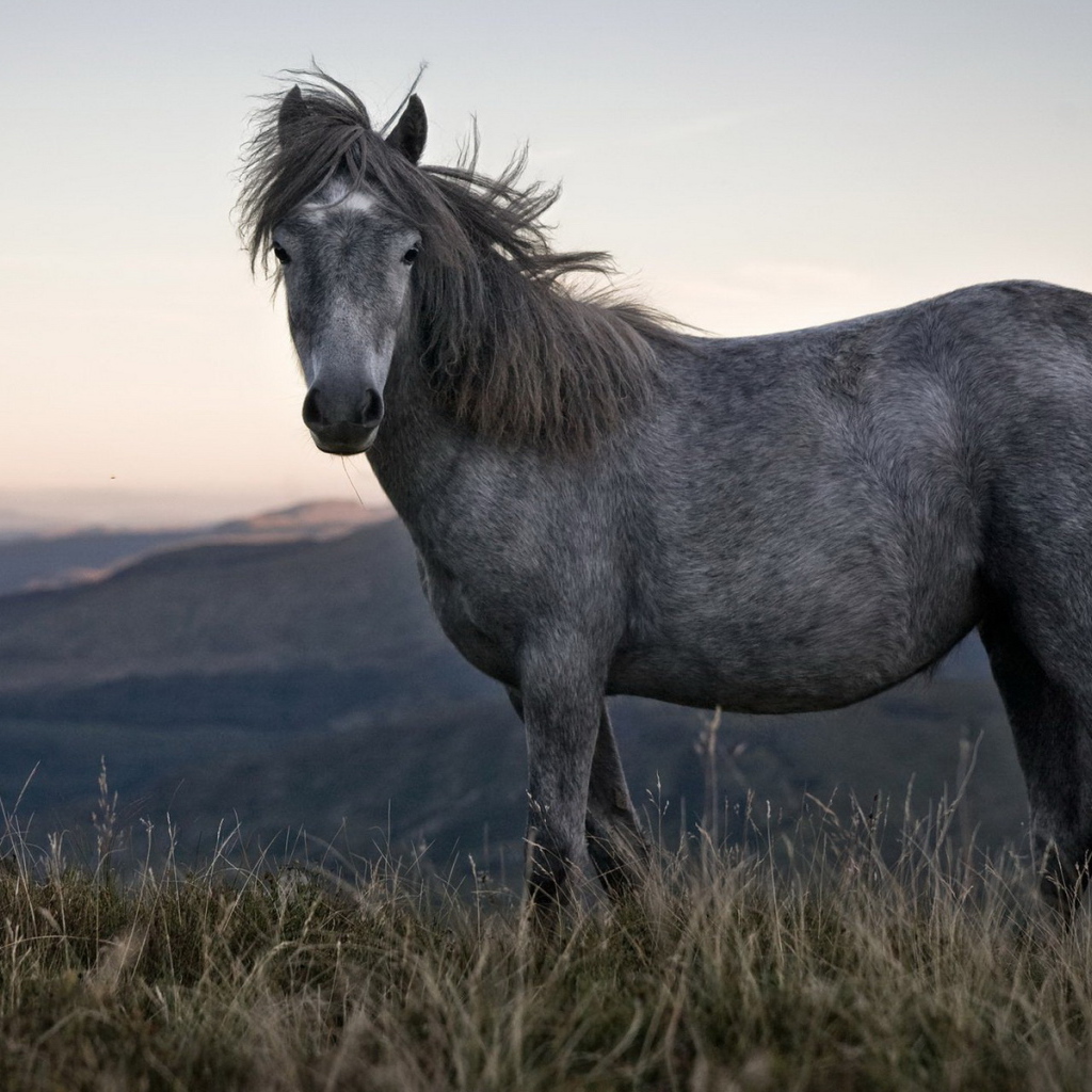 Одинокая лошадь