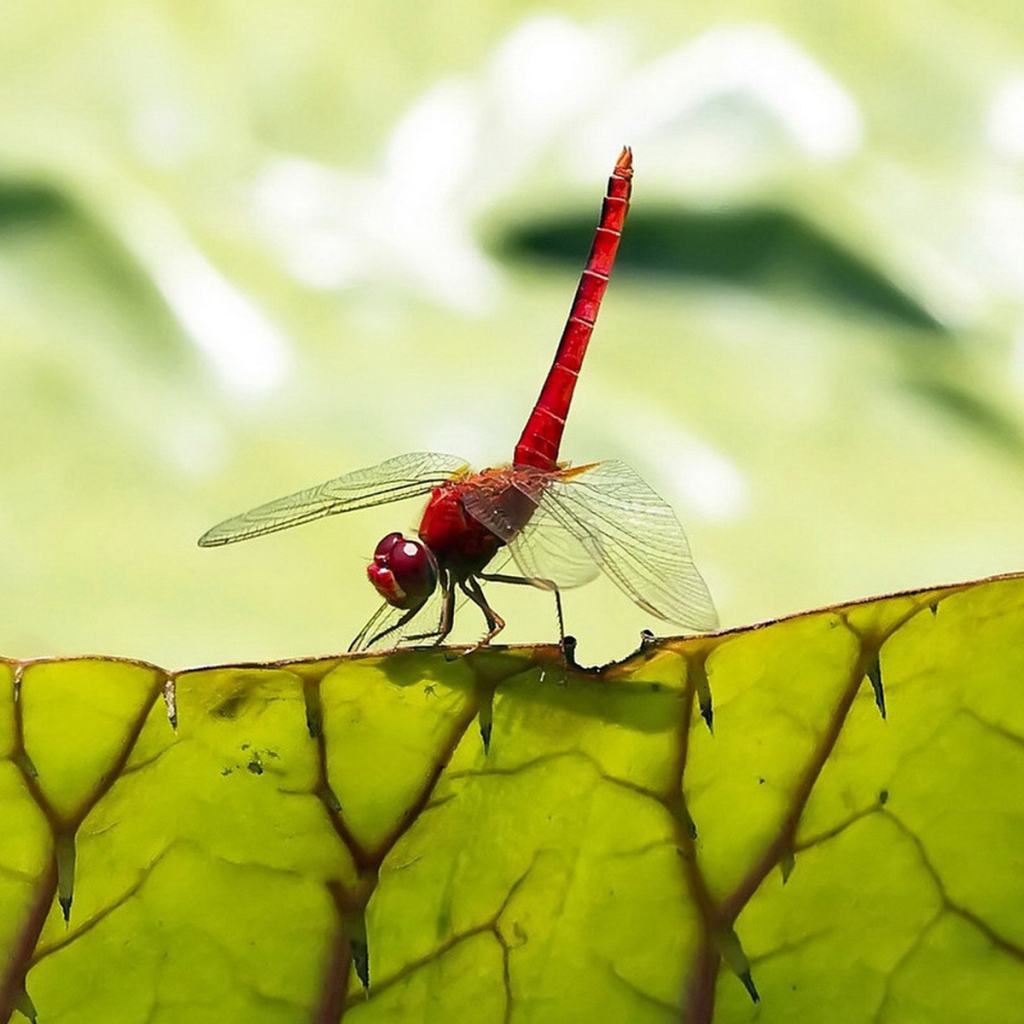 Стрекоза на листьях