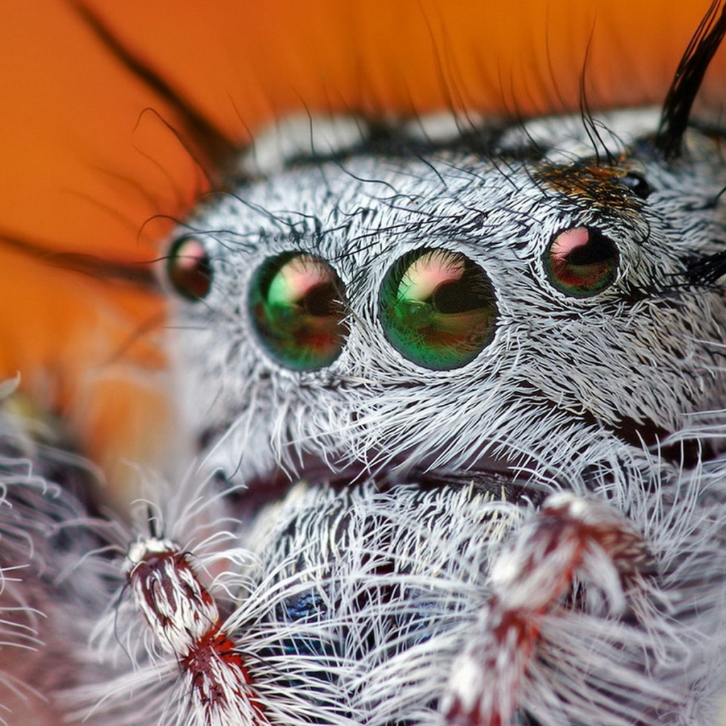 Паучьи глазки