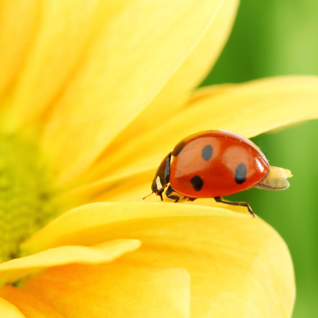 Божья коровка на цветке