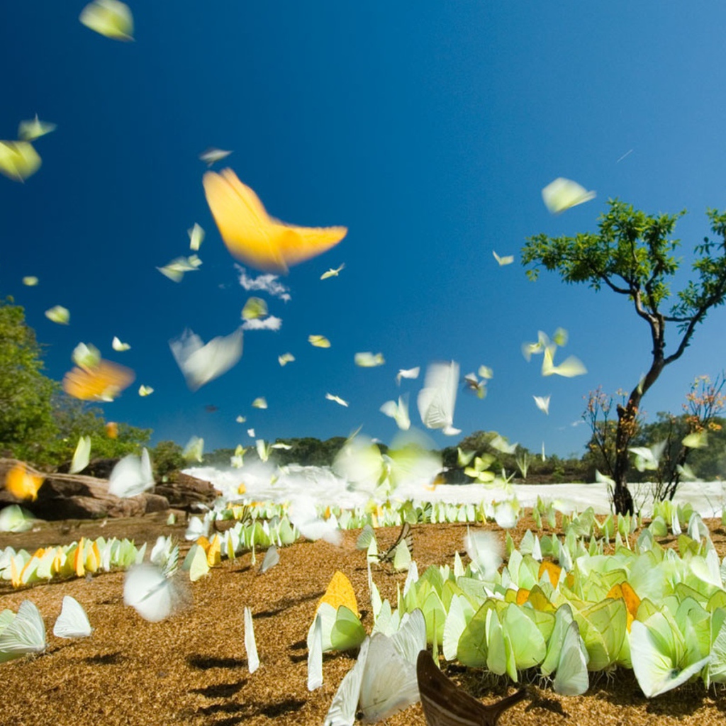 Летние бабочки