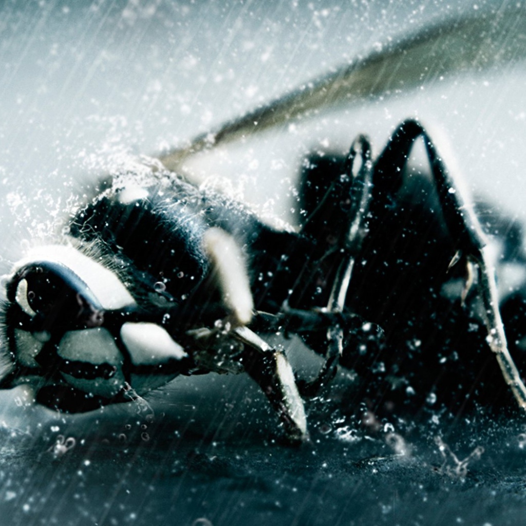 Оса в непогоду