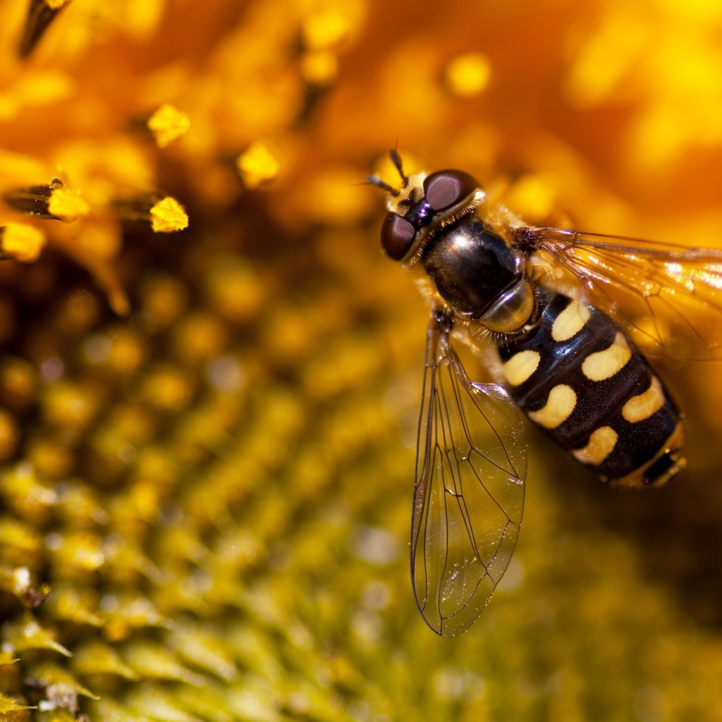 Оса на подсолнухе