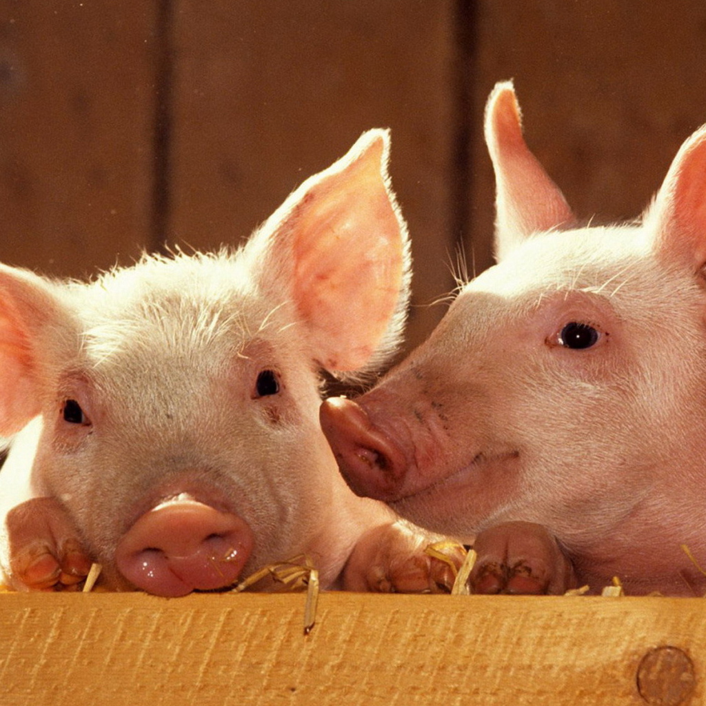 Братья-поросята