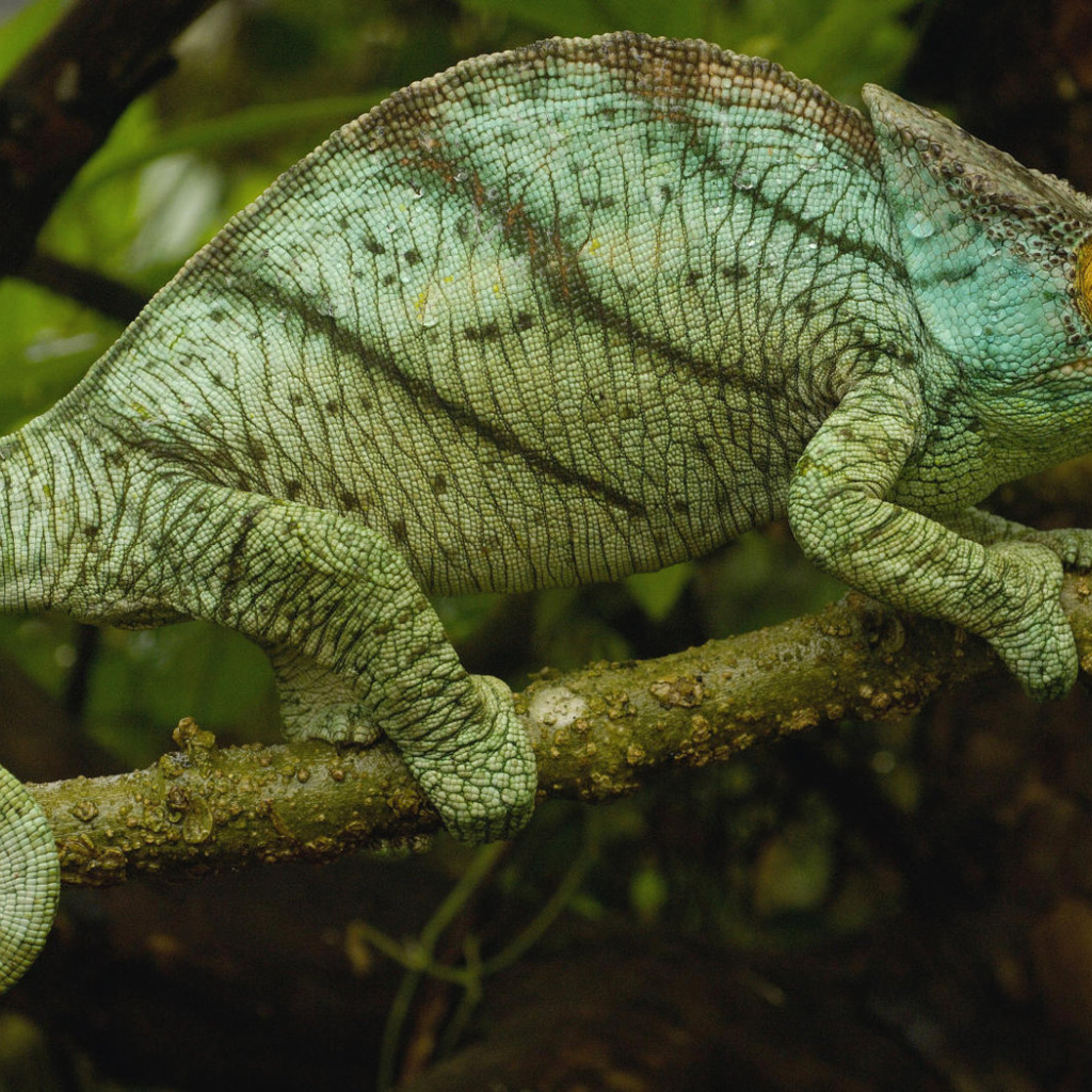 Хамелеон на ветке