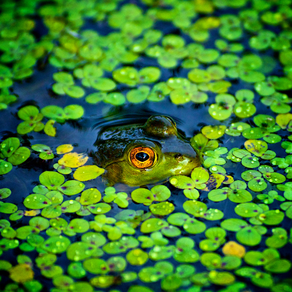 Green frog in a bog
